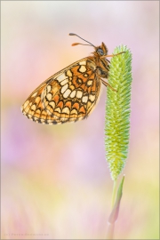 Östlicher Scheckenfalter (Melitaea britomartis) 01