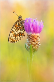 Südwestlicher Wachtelweizen-Scheckenfalter (Melitaea celadussa) 08