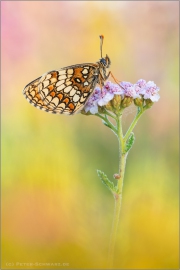 Südwestlicher Wachtelweizen-Scheckenfalter (Melitaea celadussa) 02