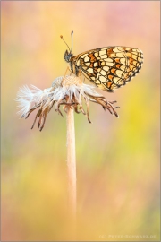 Südwestlicher Wachtelweizen-Scheckenfalter (Melitaea celadussa) 03