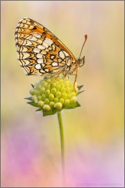 Südwestlicher Wachtelweizen-Scheckenfalter (Melitaea celadussa) 09