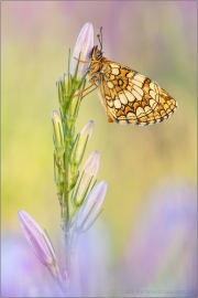 Südwestlicher Wachtelweizen-Scheckenfalter (Melitaea celadussa) 06