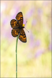 Südwestlicher Wachtelweizen-Scheckenfalter (Melitaea celadussa) 10