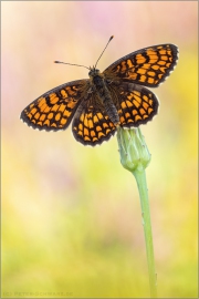 Südwestlicher Wachtelweizen-Scheckenfalter (Melitaea celadussa) 04