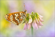 Wegerich-Scheckenfalter (Melitaea cinxia) 20