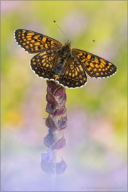 Wegerich-Scheckenfalter (Melitaea cinxia) 10