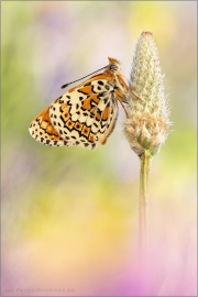 Wegerich-Scheckenfalter (Melitaea cinxia) 09