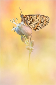 Leinkraut-Scheckenfalter 03 (Melitaea deione)