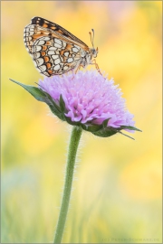 Leinkraut-Scheckenfalter (Melitaea deione) 06