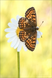 Leinkraut-Scheckenfalter 04 (Melitaea deione)