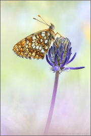 Baldrian-Scheckenfalter (Melitaea diamina) 05