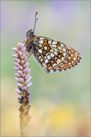 Baldrian-Scheckenfalter (Melitaea diamina) 04