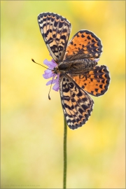 Roter Scheckenfalter (Melitaea didyma) 10