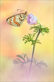 Roter Scheckenfalter (Melitaea didyma) 12