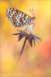 Roter Scheckenfalter (Melitaea didyma) 20