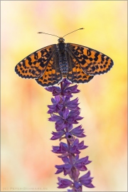 Roter Scheckenfalter (Melitaea didyma) 15