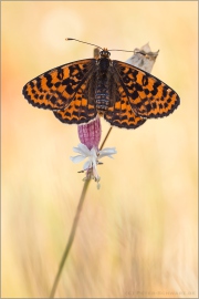 Roter Scheckenfalter (Melitaea didyma) 19