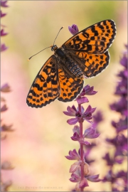 Roter Scheckenfalter (Melitaea didyma) 14