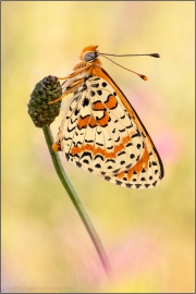 Roter Scheckenfalter (Melitaea didyma) 26