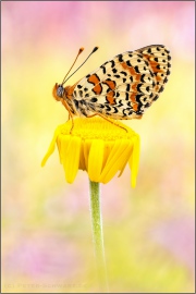 Roter Scheckenfalter (Melitaea didyma) 27