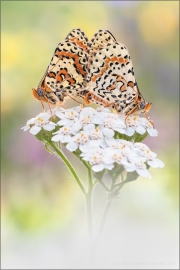 Roter Scheckenfalter 08 (Melitaea didyma)