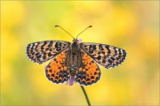 Roter Scheckenfalter Puppe (Melitaea didyma) 22