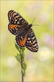 Roter Scheckenfalter (Melitaea didyma) 21