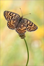 Flockenblumen Scheckenfalter (Melitaea phoebe) 08