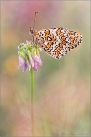 Flockenblumen Scheckenfalter (Melitaea phoebe) 10