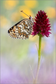 Flockenblumen Scheckenfalter (Melitaea phoebe) 09