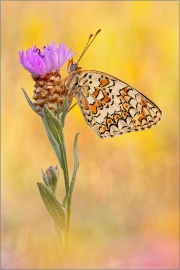 Flockenblumen Scheckenfalter (Melitaea phoebe) 26
