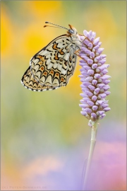 Flockenblumen Scheckenfalter (Melitaea phoebe) 14