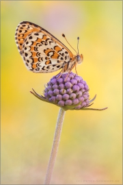 Bräunlicher Scheckenfalter (Melitaea trivia) 07