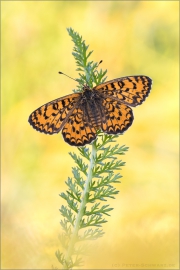 Bräunlicher Scheckenfalter (Melitaea trivia) 10