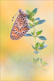 Bräunlicher Scheckenfalter (Melitaea trivia) 06