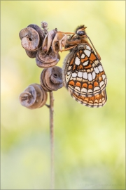 Westalpiner Scheckenfalter (Melitaea varia) 07