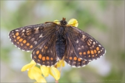 Westalpiner Scheckenfalter (Melitaea varia) 09