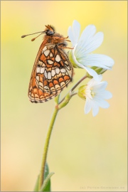 Westalpiner Scheckenfalter (Melitaea varia) 12