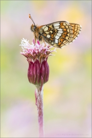 Westalpiner Scheckenfalter (Melitaea varia) 11