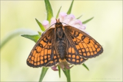 Westalpiner Scheckenfalter (Melitaea varia) 11