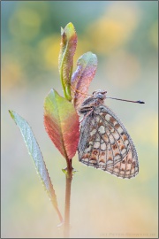 Mittlerer Perlmuttfalter (Fabriciana niobe) 16