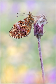 Natterwurz-Perlmutterfalter (Boloria titania) 11