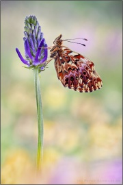 Natterwurz-Perlmutterfalter (Boloria titania) 10