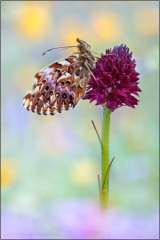 Natterwurz-Perlmutterfalter (Boloria titania) 09