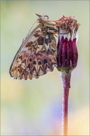 Natterwurz-Perlmutterfalter 06 (Boloria titania)