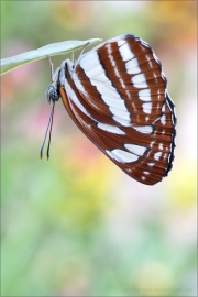 Schwarzbrauner Trauerfalter (Neptis sappho) 05