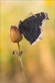 Trauermantel (Nymphalis antiopa) 08