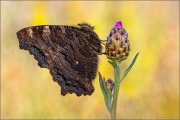 Großer Fuchs (Nymphalis polychloros) 12