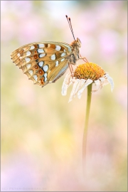 Feuriger Perlmutterfalter (Argynnis adippe) 03