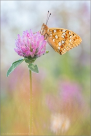 Feuriger Perlmuttfalter (Fabriciana adippe) 14